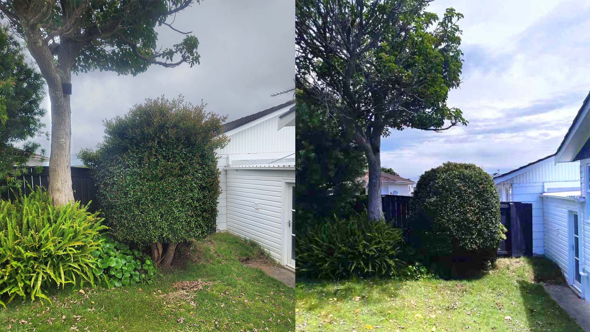 Neat shrub trimming - before and after