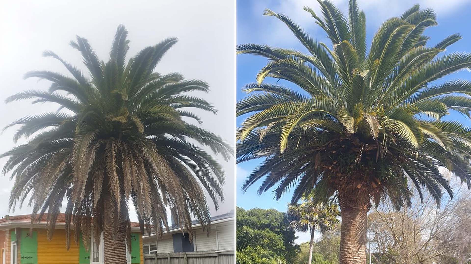 A palm tree with both before and after pictures - where before there is a lot of dead foliage and a messy shape while in the after the tree is cleaned up and pruned nicely