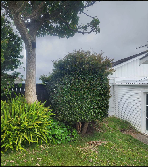 Before: Interactive before and after of a shrub being trimmed.